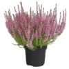 Knospenheide 'Hilda®' -Angebote Biohort Store 8810319 WE FS 003 KnospenheideCallunaHildaGardenGirls