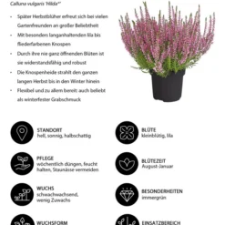 Knospenheide 'Hilda®' -Angebote Biohort Store 8810319 WE IG 001 Knospenheide