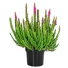 Knospenheide 'Skyline®' -Angebote Biohort Store 8810368 PR FS 001 CallunaSkylineT13DehnerExpressHerzig