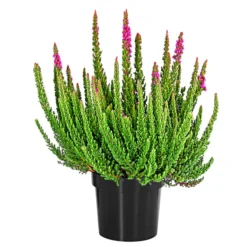Knospenheide 'Skyline®'