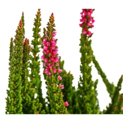 Knospenheide 'Skyline®' 11 Knospenheide 'Skyline®' -Angebote Biohort Store 8810368 WE DE 002 CallunaSkylineT13