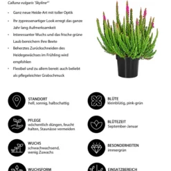 Knospenheide 'Skyline®' 10 Knospenheide 'Skyline®' -Angebote Biohort Store 8810368 WE IG 001 Knospenheide