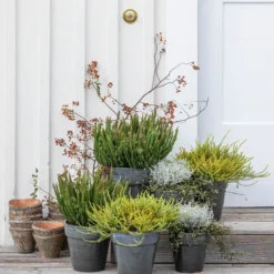 Mueca - Gitterkraut Und Mühlenbeckia -Angebote Biohort Store 8810368 WE MO 001 SkylineHerbstfeuer