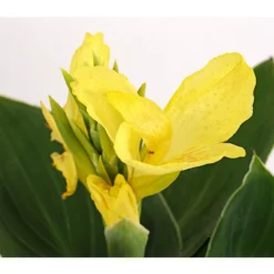 Indisches Blumenrohr, Verschiedene Sorten -Angebote Biohort Store 8810384 PR DE 001 CannaBlumenrohrT12DehnerExpressHerzig