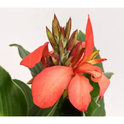 Indisches Blumenrohr, Verschiedene Sorten -Angebote Biohort Store 8810384 PR DE 002 CannaBlumenrohrT12DehnerExpressHerzig