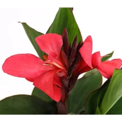 Indisches Blumenrohr, Verschiedene Sorten -Angebote Biohort Store 8810384 PR DE 003 CannaBlumenrohrT12DehnerExpressHerzig