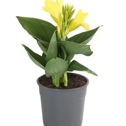 Indisches Blumenrohr, Verschiedene Sorten -Angebote Biohort Store 8810384 PR FS 001 CannaBlumenrohrT12DehnerExpressHerzig