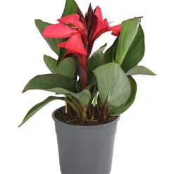 Indisches Blumenrohr, Verschiedene Sorten -Angebote Biohort Store 8810384 PR FS 003 CannaBlumenrohrT12DehnerExpressHerzig