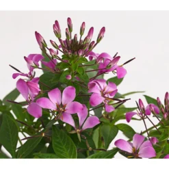 Spinnenpflanze 'Rosa' -Angebote Biohort Store 8810574 PR DE 001 CleomeRosaSenoritaRosalitaSpinnenpflanzeDehnerExpressHerzig