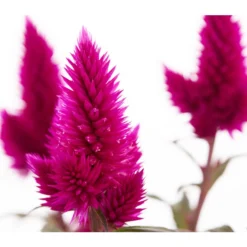 Federbusch 'Venezuela' 15 Federbusch 'Venezuela' -Angebote Biohort Store 8810657 PR DE 1 CelosiaArgenteaVenezuelaDehnerExpressZS