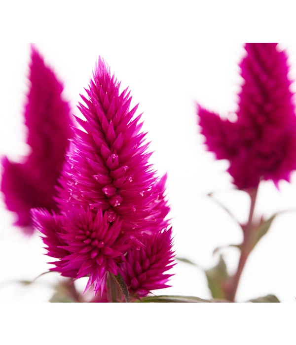 Federbusch 'Venezuela' 9 Federbusch 'Venezuela' – Bild 7