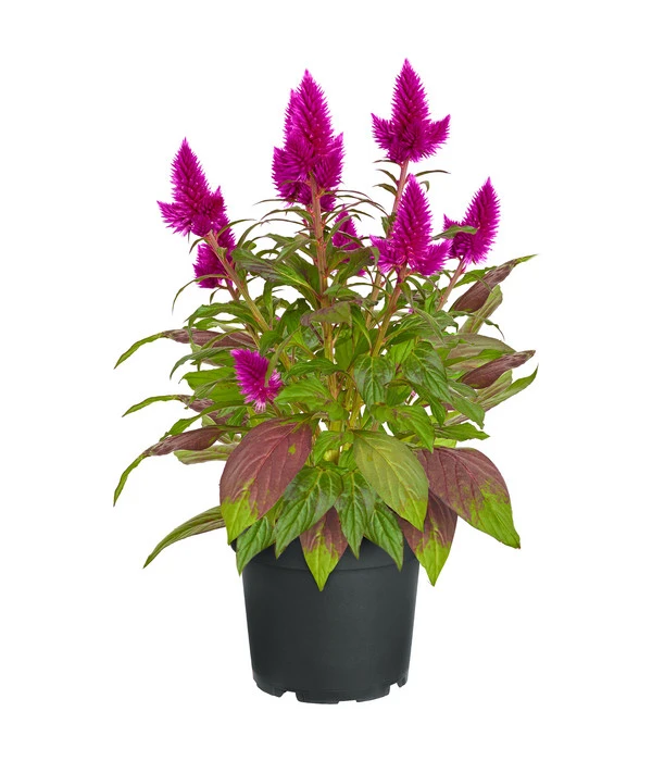 Federbusch 'Venezuela' 3 Federbusch 'Venezuela'