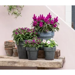 Federbusch 'Venezuela' 12 Federbusch 'Venezuela' -Angebote Biohort Store 8810657 WE MO 001 Celosia