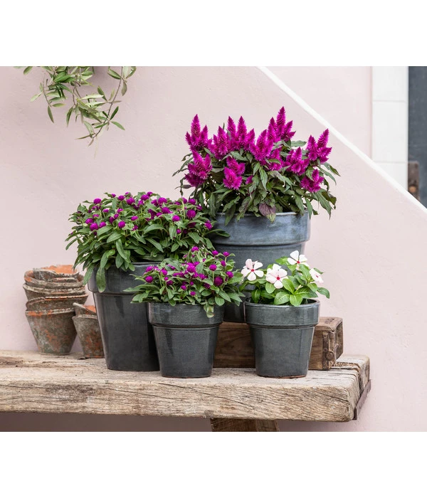 Federbusch 'Venezuela' 6 Federbusch 'Venezuela' – Bild 4