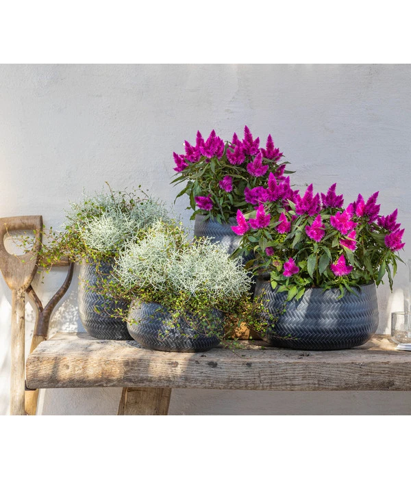 Federbusch 'Venezuela' 5 Federbusch 'Venezuela' – Bild 3