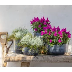 Mueca - Gitterkraut Und Mühlenbeckia -Angebote Biohort Store 8810657 WE MO 002 Celosia