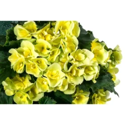 Wandhänger Mit Hängebegonien, Verschiedene Sorten -Angebote Biohort Store 8810988 WE DE 001 HaengebegonieWandhaengergelb