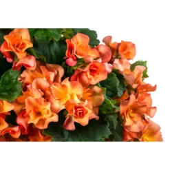 Wandhänger Mit Hängebegonien, Verschiedene Sorten -Angebote Biohort Store 8810988 WE DE 001 HaengebegonieWandhaengerorange