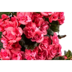 Wandhänger Mit Hängebegonien, Verschiedene Sorten -Angebote Biohort Store 8810988 WE DE 001 HaengebegonieWandhaengerrosa