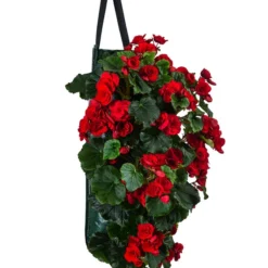 Wandhänger Mit Hängebegonien, Verschiedene Sorten -Angebote Biohort Store 8810988 WE FS 001 HaengebegonieWandhaengerrot