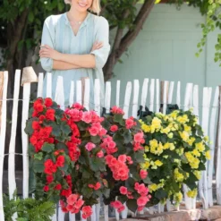 Wandhänger Mit Hängebegonien, Verschiedene Sorten -Angebote Biohort Store 8810988 WE MO 001 BegoniaWandhaenger