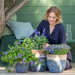 Mehlsalbei -Angebote Biohort Store 8811143 WE MO 001 BlaueMauritius 1