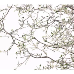 Zickzackstrauch -Angebote Biohort Store 8811184 WE DE 001 CorokiaCotoneasterZickzackstrauchT12DehnerExpressHerzig