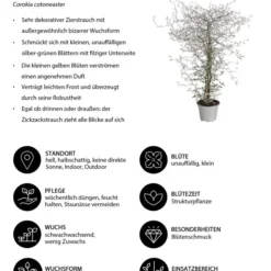 Zickzackstrauch -Angebote Biohort Store 8811184 WE IG 001 CorokiaCotoneasterZickzackstrauchT12DehnerExpressHerzig