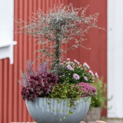 Zickzackstrauch -Angebote Biohort Store 8811184 WE MO 001 Herbstarrangement