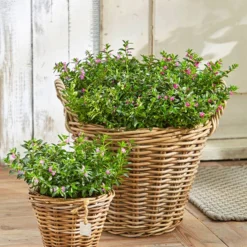 Köcherblümchen, Busch, Verschiedene Farben -Angebote Biohort Store 8811366 8594673 8594244 PR MO 003 CupheaHyssopifT11BL18UveSauer