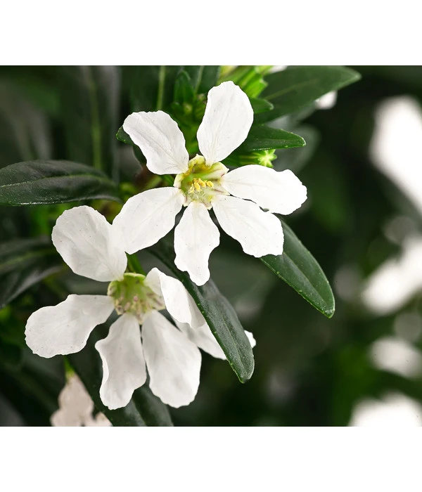 Köcherblümchen, Verschiedene Farben 8 Köcherblümchen, Verschiedene Farben – Bild 6