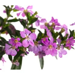 Köcherblümchen, Verschiedene Farben 16 Köcherblümchen, Verschiedene Farben -Angebote Biohort Store 8811366 WE DE 002 CupheaHyssopifoliaPremium