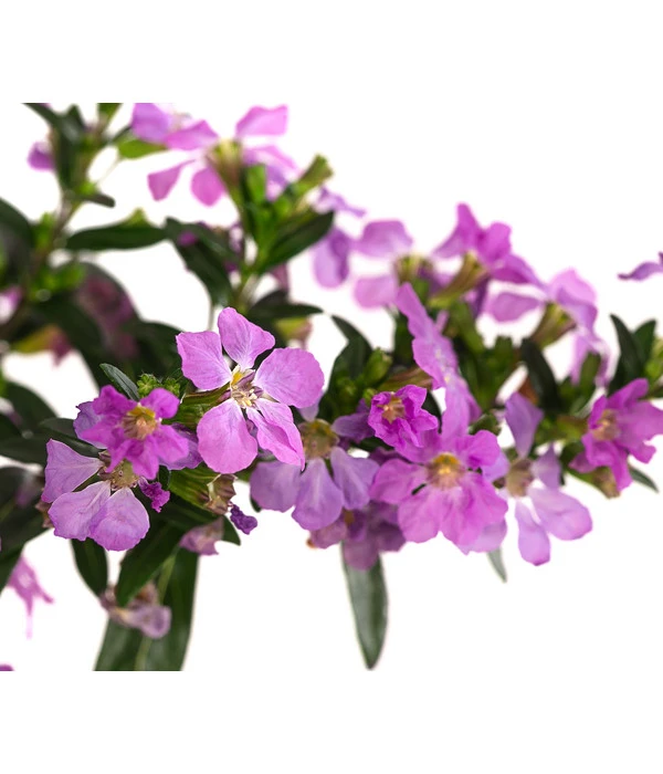 Köcherblümchen, Verschiedene Farben 9 Köcherblümchen, Verschiedene Farben – Bild 7