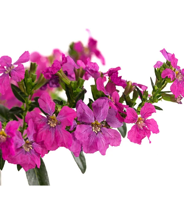 Köcherblümchen, Verschiedene Farben 10 Köcherblümchen, Verschiedene Farben – Bild 8