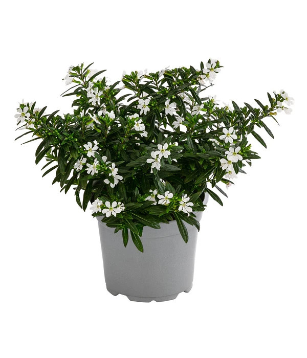 Köcherblümchen, Verschiedene Farben 3 Köcherblümchen, Verschiedene Farben