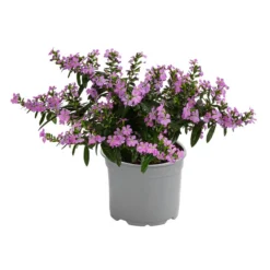 Köcherblümchen, Verschiedene Farben 11 Köcherblümchen, Verschiedene Farben -Angebote Biohort Store 8811366 WE FS 002 KoecherbluemchenFloryglory