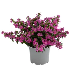 Köcherblümchen, Verschiedene Farben 12 Köcherblümchen, Verschiedene Farben -Angebote Biohort Store 8811366 WE FS 003 KoecherbluemchenFloryglory