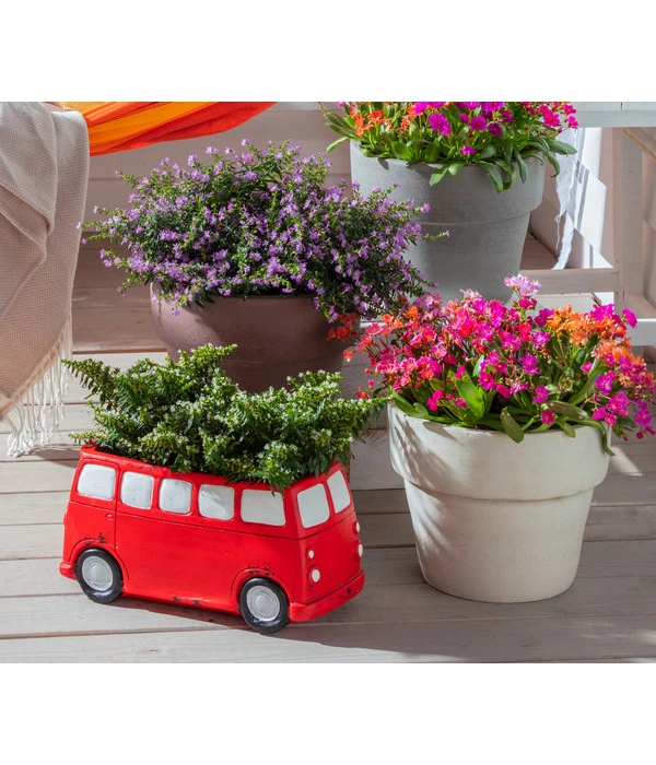 Köcherblümchen, Verschiedene Farben 7 Köcherblümchen, Verschiedene Farben – Bild 5