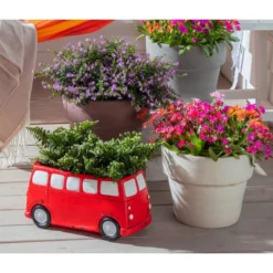 Köcherblümchen, Busch, Verschiedene Farben -Angebote Biohort Store 8811366 WE MO 002 CupheaHyssopifoliaKoecherbluemchen