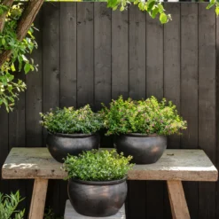 Köcherblümchen, Verschiedene Farben 13 Köcherblümchen, Verschiedene Farben -Angebote Biohort Store 8811366 WE MO 002 KoecherkoerbchenCupheaHyssopifolia