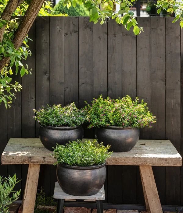 Köcherblümchen, Verschiedene Farben 6 Köcherblümchen, Verschiedene Farben – Bild 4