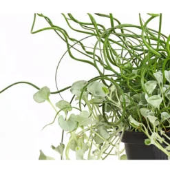 Pflanzen-Duo Herbstregen -Angebote Biohort Store 8811820 WE DE 001 DichondraJuncusSilberregenLiebeslockenT12DehnerExpressHerzig