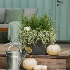 Pflanzen-Duo Herbstregen -Angebote Biohort Store 8811820 WE MO 001 DichondraJunkusSilberregenLiebeslockenT12 GC13 2022