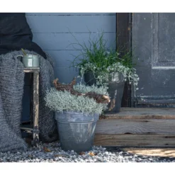 Angebote Biohort Store 29 Angebote Biohort Store -Angebote Biohort Store 8811820 WE MO 001 SilberregenLiebeslockenJuncusDichondra