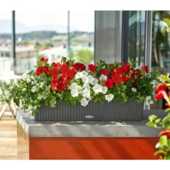 Jasminblütiger Nachtschatten -Angebote Biohort Store 8811846 8818007 8813032 8816119 PR MO 001 DipladeniaSolanumPetuniaPelargoniumBalkonkastenRenner