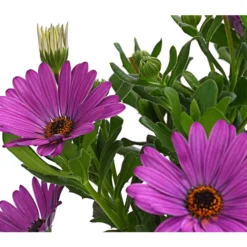 Kapkörbchen, Verschiedene Farben -Angebote Biohort Store 8812083 WE DE 001 KapkoerbchenOsteospermumCultivarsT12OWDehnerExpressHerzig