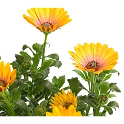 Kapkörbchen, Verschiedene Farben -Angebote Biohort Store 8812083 WE DE 002 KapkoerbchenOsteospermumCultivarsT12OWDehnerExpressHerzig