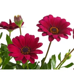 Kapkörbchen, Verschiedene Farben -Angebote Biohort Store 8812083 WE DE 004 KapkoerbchenOsteospermumCultivarsT12OWDehnerExpressHerzig