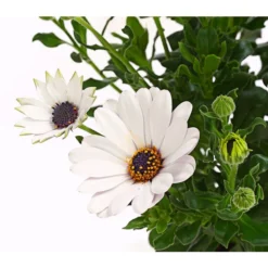 Kapkörbchen, Verschiedene Farben -Angebote Biohort Store 8812083 WE DE 005 KapkoerbchenOsteospermumCultivarsT12OWDehnerExpressHerzig