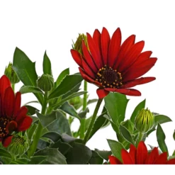 Kapkörbchen, Verschiedene Farben -Angebote Biohort Store 8812083 WE DE 006 KapkoerbchenOsteospermumCultivarsT12OWDehnerExpressHerzig